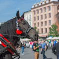 Koń w Krakowie