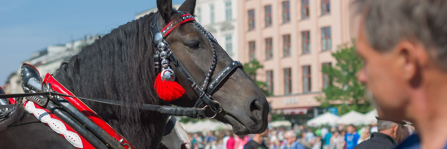Koń w Krakowie