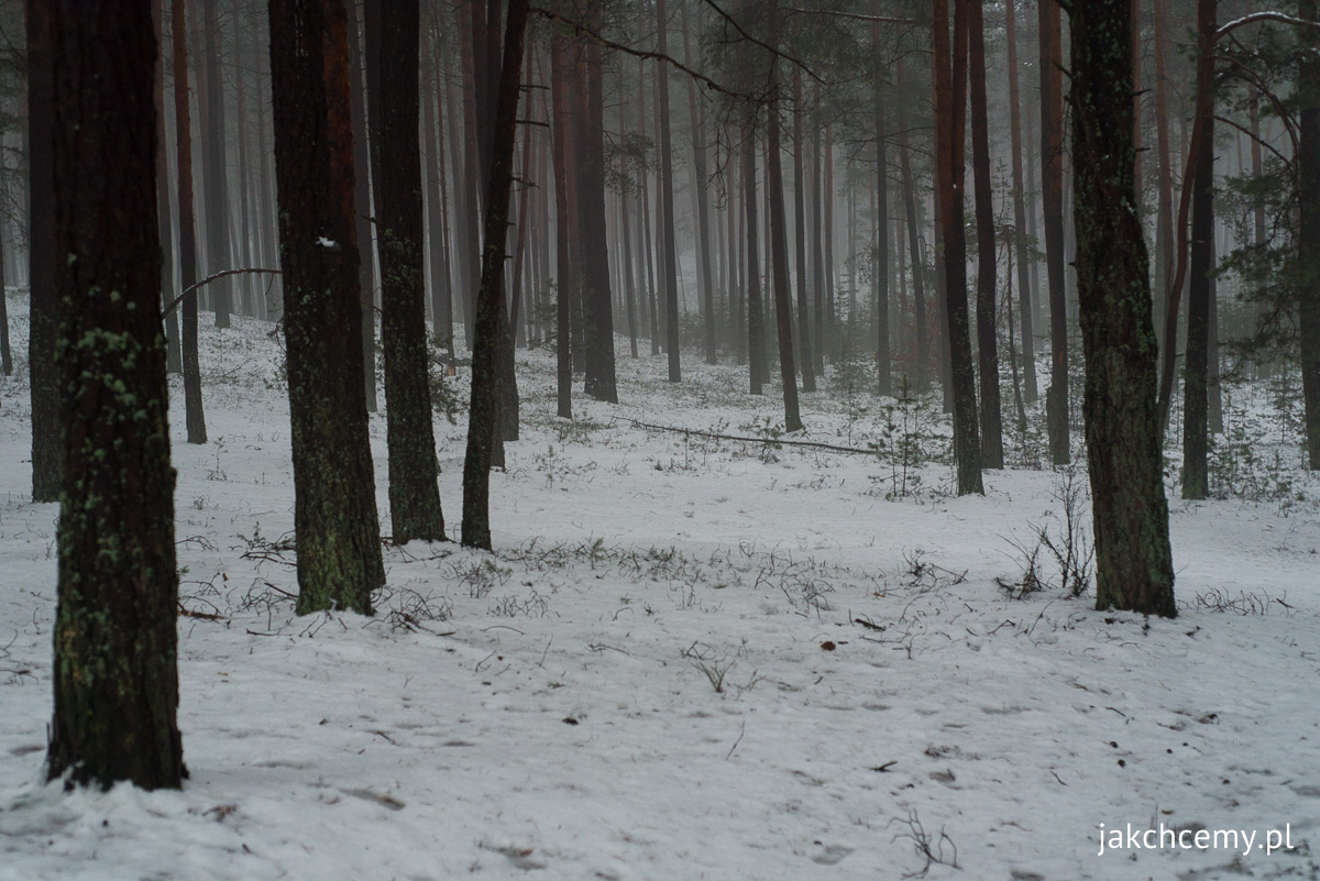 śnieg, las, ferie 12